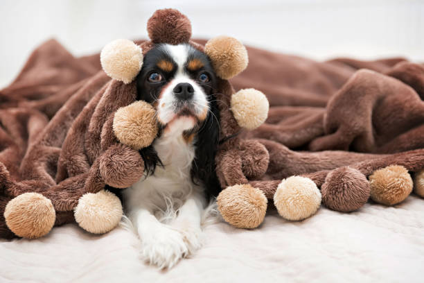 istock portrait of a dog 695850166