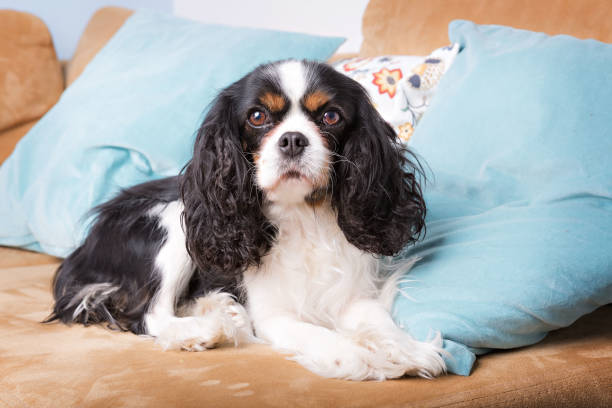 istock portrait of a dog 695850208