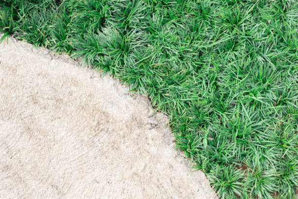 istock Ophiopogon japonicus grass and concrete walkway 695851656
