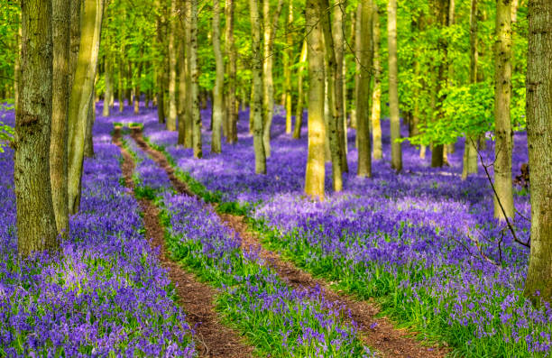 istock Bluebells In An English Beechwood 695854854