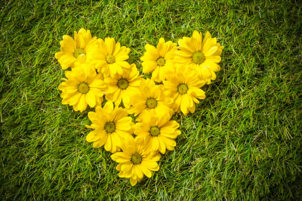 istock Fresh spring flowers in heart shape on grass. 695855298