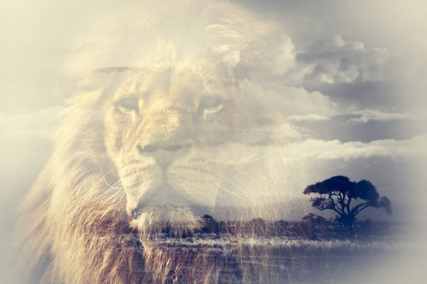 double exposition du lion et du paysage de savane le kilimandjaro. - lion africa safari south africa photos et images de collection