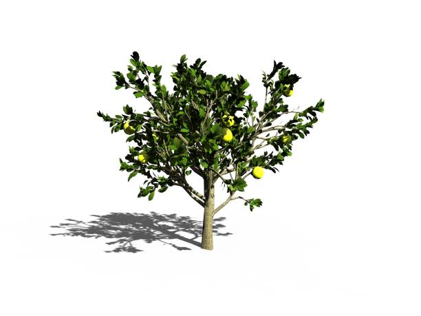 istock Plant and Flower 695859124