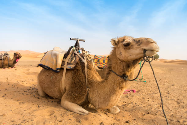 istock Two Camels sitting in the Desert 695862866