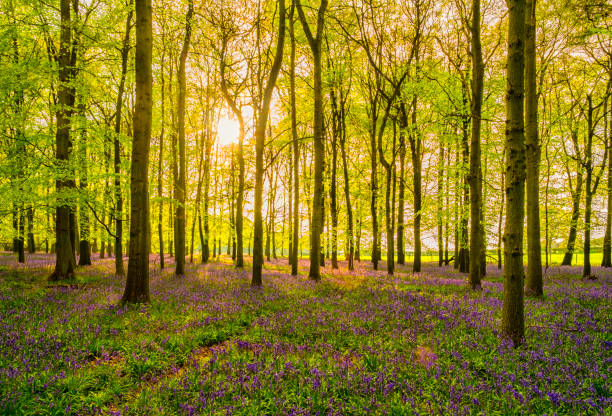 istock Bluebells In An English Beechwood 695865978