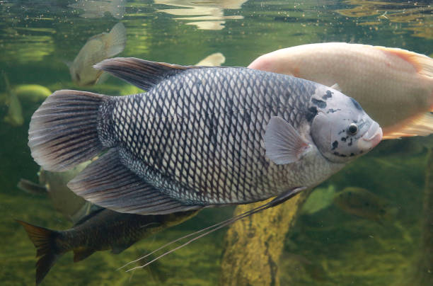 istock Giant gourami fish (Osphronemus goramy) swimming in a pond. 695866716