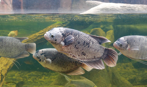 istock Giant gourami fish (Osphronemus goramy) swimming in a pond. 695868866