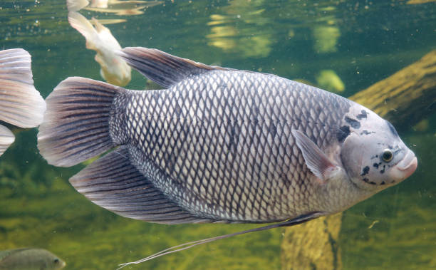 istock Giant gourami fish (Osphronemus goramy) swimming in a pond. 695869446