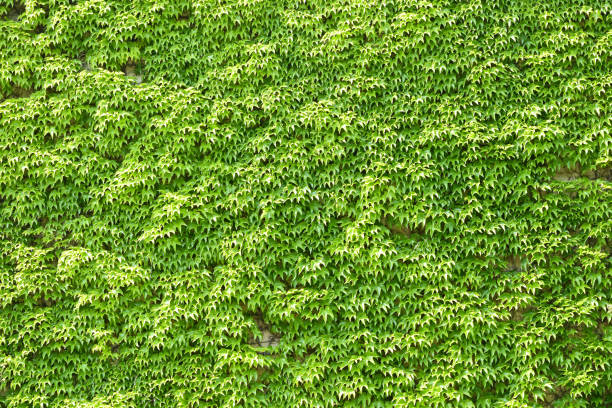 Wall of a building covered with climbing plants