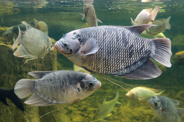 istock Giant gourami fish (Osphronemus goramy) swimming in a pond. 695870404