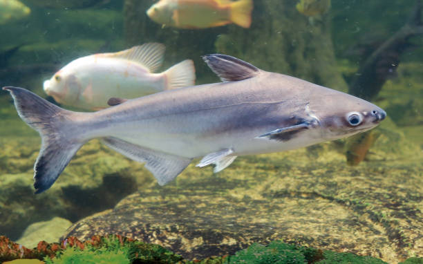 istock Iridescent shark swimming in pond. 695870840