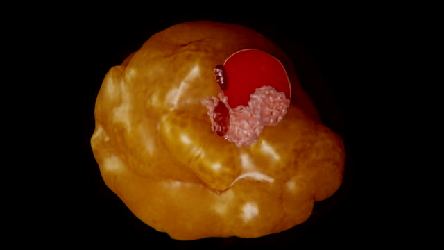 Structure of a fat cell