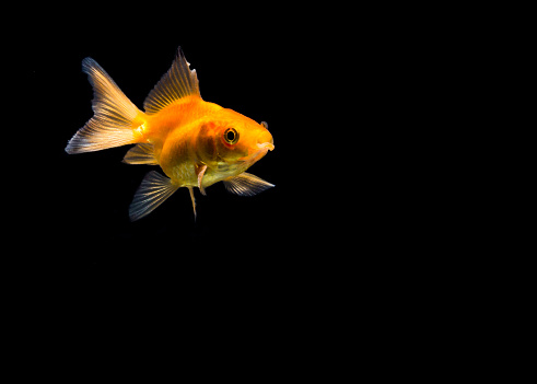 abstract goldfish motion background