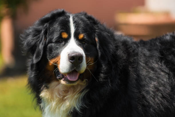 istock Bernese Mountain Dog in the summer meadow 695885234