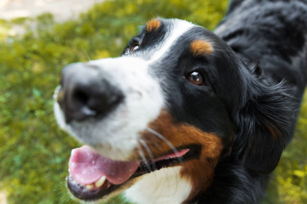 istock Bernese Mountain Dog in the summer meadow 695885302