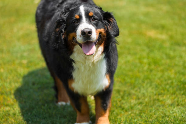 istock Bernese Mountain Dog in the summer meadow 695885518