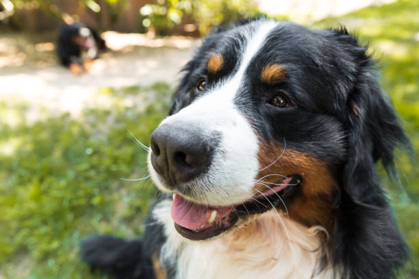 istock Bernese Mountain Dog in the summer meadow 695885636
