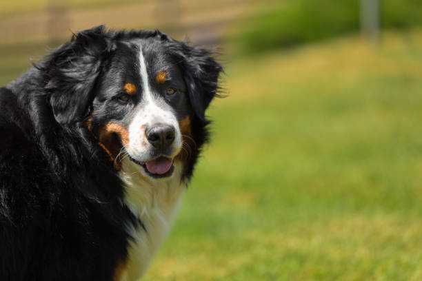 istock Bernese Mountain Dog in the summer meadow 695888914