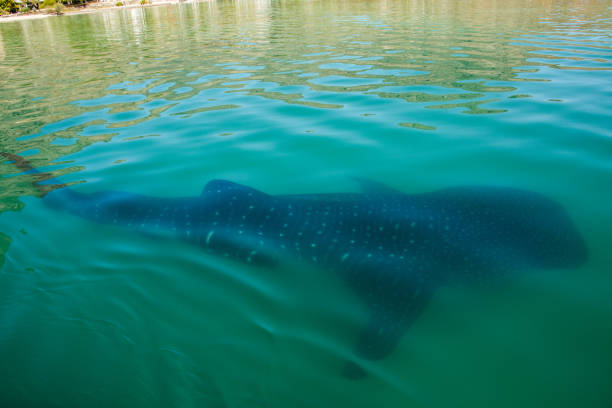 istock The magic of Baja California 695893266