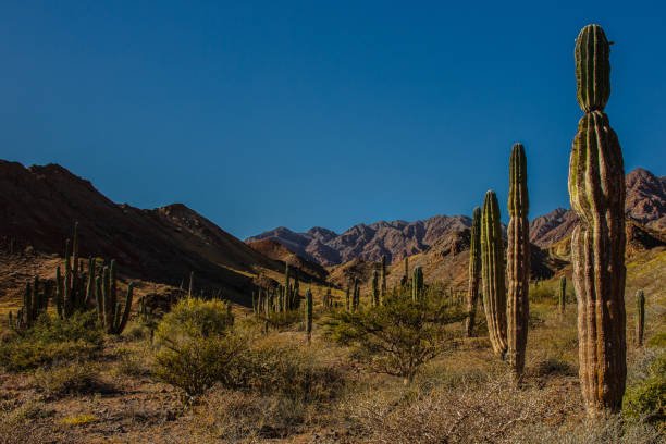 istock The magic of Baja California 695893436