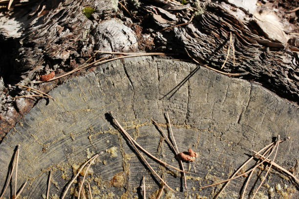 tło drzewa - driftwood pattern wood grain circle zdjęcia i obrazy z banku zdjęć
