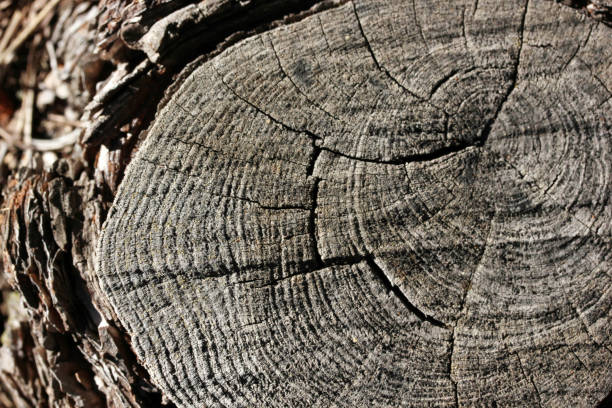 tło drzewa - driftwood pattern wood grain circle zdjęcia i obrazy z banku zdjęć