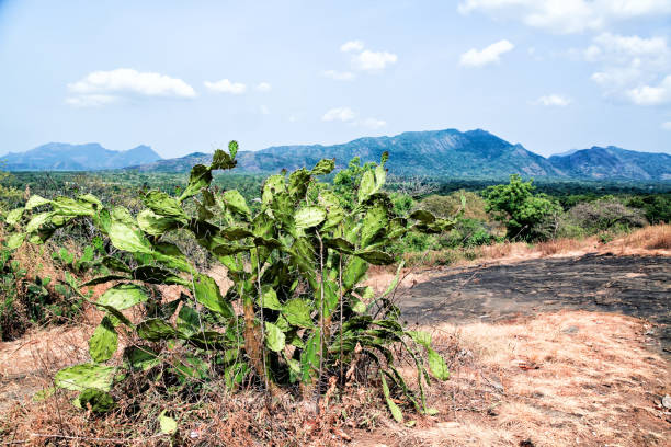 cactus in crescita naturale in sri lanka - buddhism sigiriya old famous place foto e immagini stock