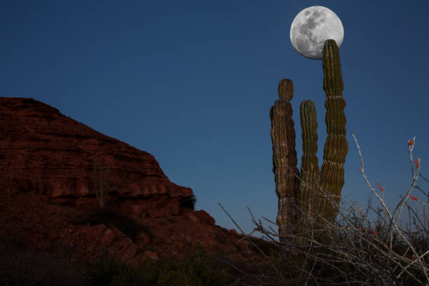 istock The magic of Baja California 695897500