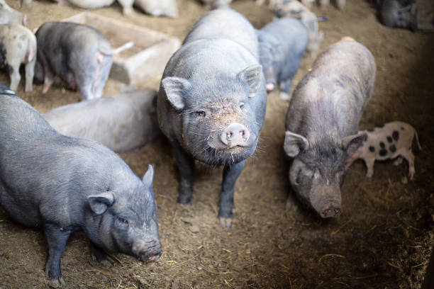 istock Pigs on the farm inside a shed 695897600