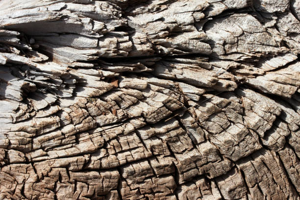 tło drzewa - driftwood pattern wood grain circle zdjęcia i obrazy z banku zdjęć