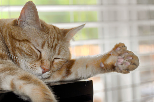 A closeup portrait of polydactyl adult cat sleeping, showing extra toes