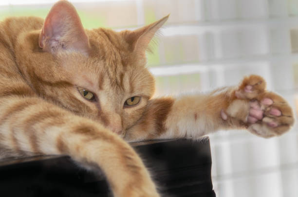 istock Close up of polydactyl orange cat showing large paw 695900406