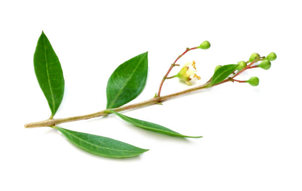 istock Ayurvedic henna flower 695901288