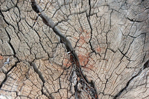 tło drzewa - driftwood pattern wood grain circle zdjęcia i obrazy z banku zdjęć