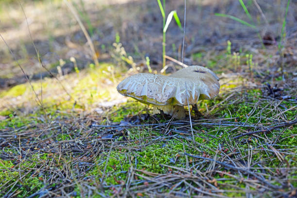 White mushroom in the forest among green moss, summer clear day