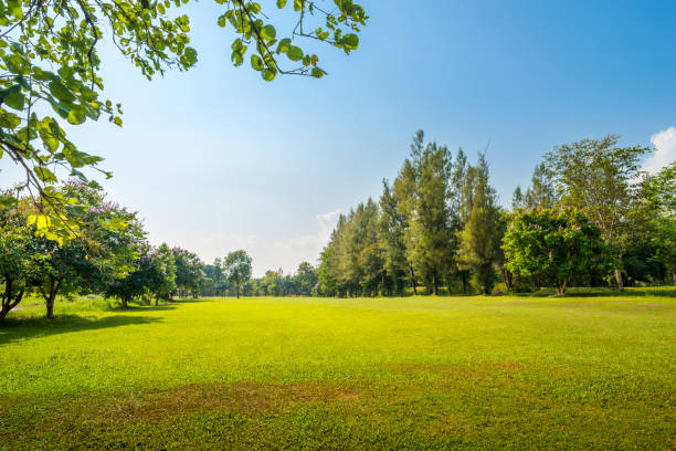 istock green grass field with lake in public park 695904196