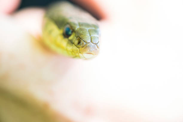 istock Mature Woman Holds A Common Garter Snake 695904778
