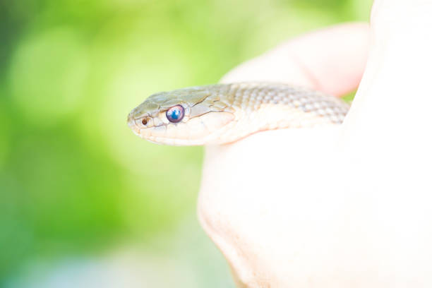 istock Mature Woman Holds A Common Garter Snake 695904786