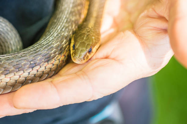 istock Mature Woman Holds A Common Garter Snake 695904794