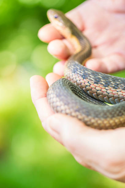 istock Mature Woman Holds A Common Garter Snake 695904812