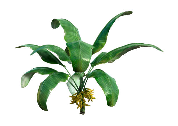 3D rendering of a banana plant isolated on white background