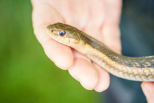 istock Mature Woman Holds A Common Garter Snake 695904854
