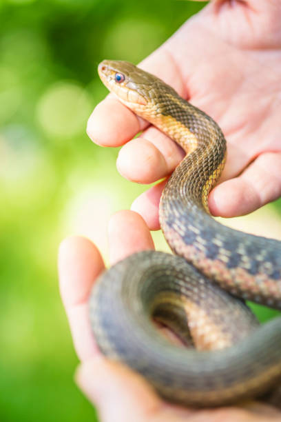 istock Mature Woman Holds A Common Garter Snake 695904860