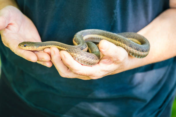 istock Mature Woman Holds A Common Garter Snake 695904932