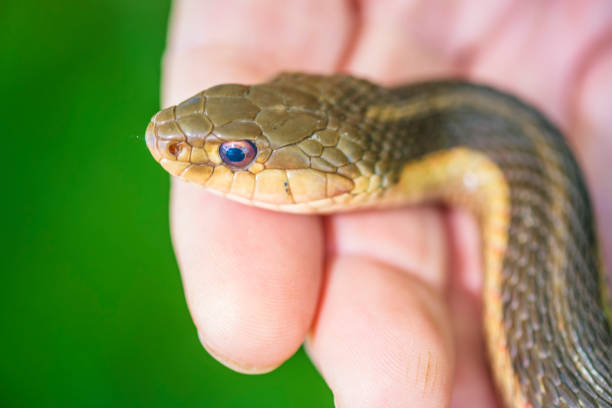 istock Mature Woman Holds A Common Garter Snake 695905130