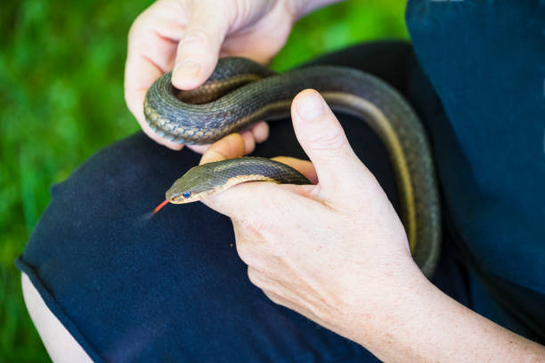 istock Mature Woman Holds A Common Garter Snake 695906998
