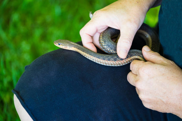 istock Mature Woman Holds A Common Garter Snake 695907002