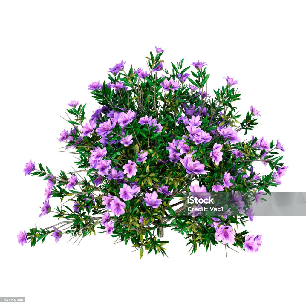 3D Rendering Rhododendron on White 3D rendering of a rhododendron isolated on white background Flower Stock Photo