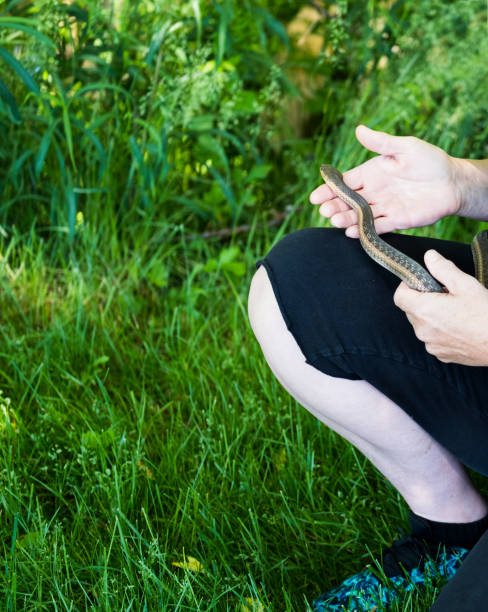 istock Mature Woman Holds A Common Garter Snake 695907084