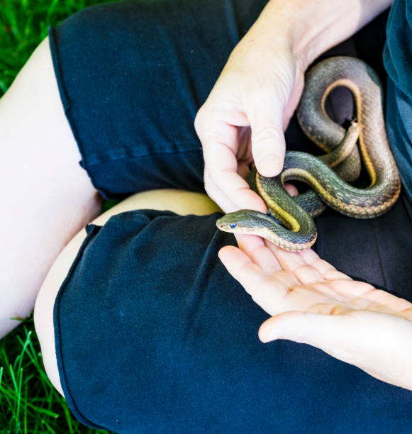 istock Mature Woman Holds A Common Garter Snake 695907160
